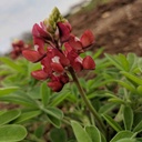 Texas Maroon Bluebonnets 5