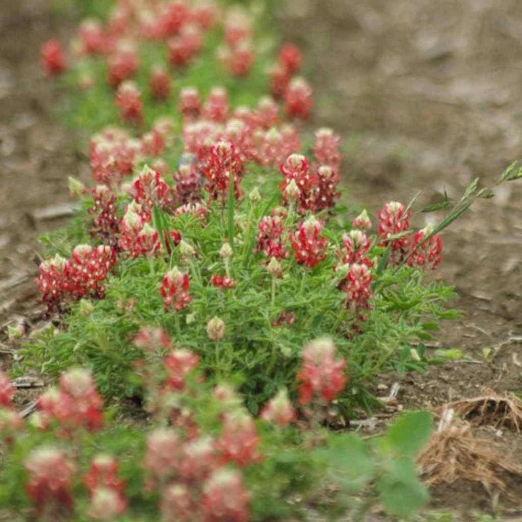 Texas Maroon Bluebonnets 6