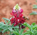 Texas Maroon Bluebonnets 7