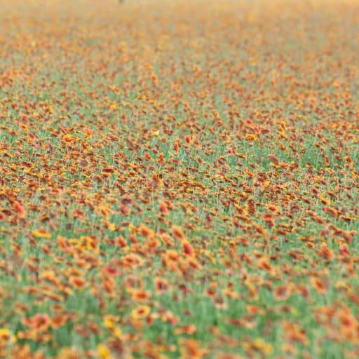 FUEGO GERMPLASM INDIAN BLANKET 2