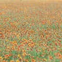 FUEGO GERMPLASM INDIAN BLANKET 2