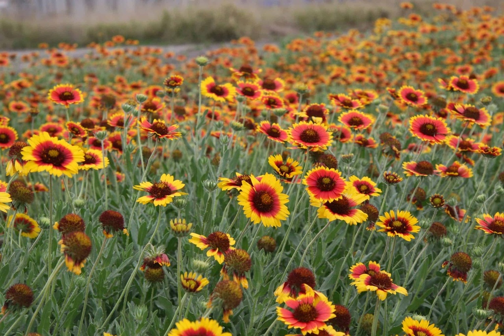 FUEGO GERMPLASM INDIAN BLANKET 3