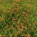 FUEGO GERMPLASM INDIAN BLANKET 4