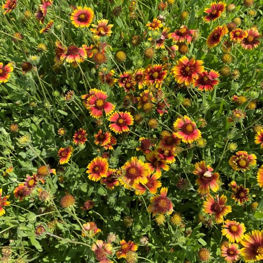 FUEGO GERMPLASM INDIAN BLANKET 5