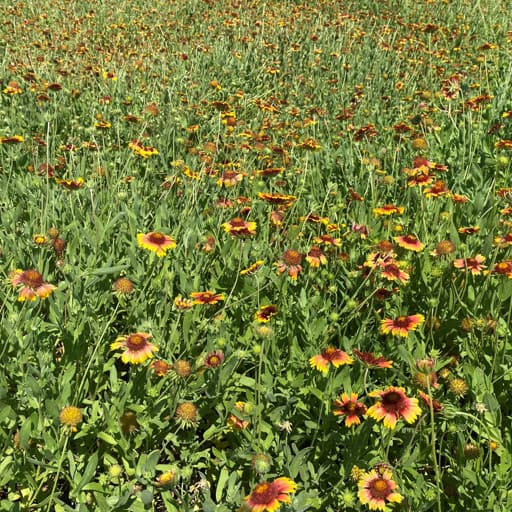 FUEGO GERMPLASM INDIAN BLANKET 7