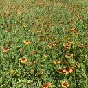 FUEGO GERMPLASM INDIAN BLANKET 7