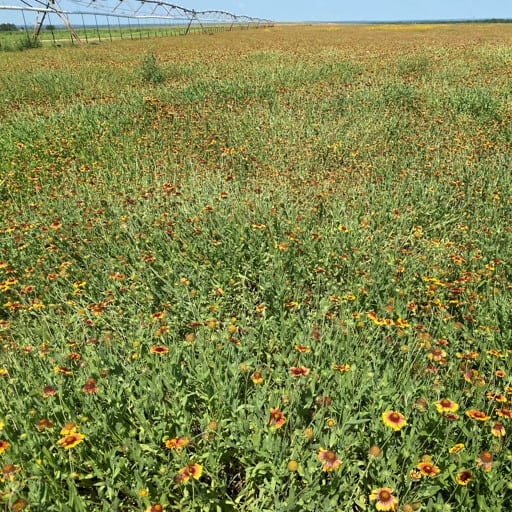 FUEGO GERMPLASM INDIAN BLANKET 8