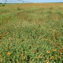 FUEGO GERMPLASM INDIAN BLANKET 8