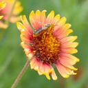 FUEGO GERMPLASM INDIAN BLANKET 9