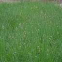 HABITURF NATIVE LAWN MIX 4