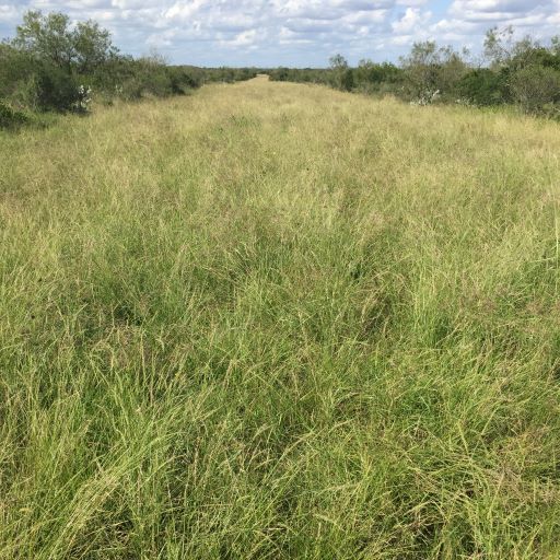 KING'S SOUTH TEXAS NATIVE GRASS MIX 3