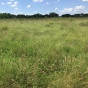 KING'S SOUTH TEXAS NATIVE GRASS MIX 4