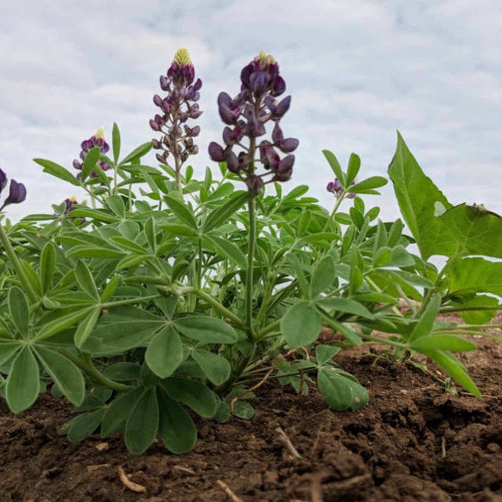 PURPLE HEART BLUEBONNETS 3