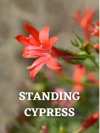 STANDING CYPRESS (PACKET)