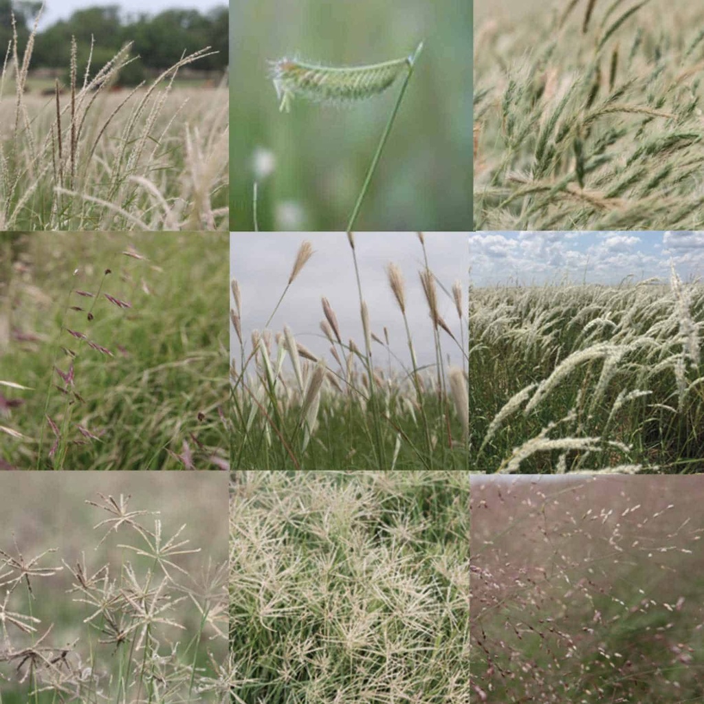 KING'S SOUTH TEXAS NATIVE GRASS MIX