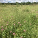 ZAPATA RIO GRANDE CLAMMYWEED