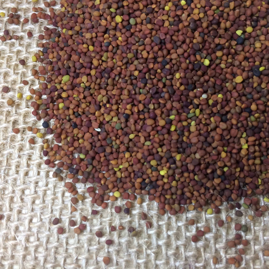 YUCHI ARROWLEAF CLOVER - INOCULATED