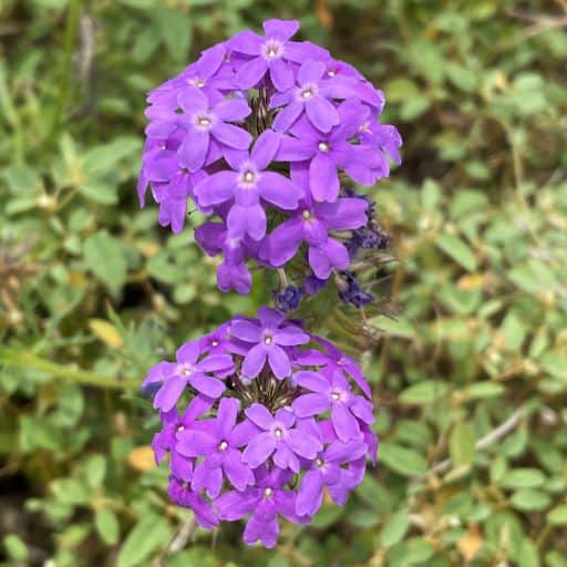 VERBENA