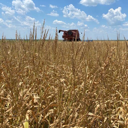 TEXAS PANICUM