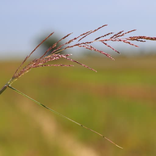 TAYLOR SAND DROPSEED