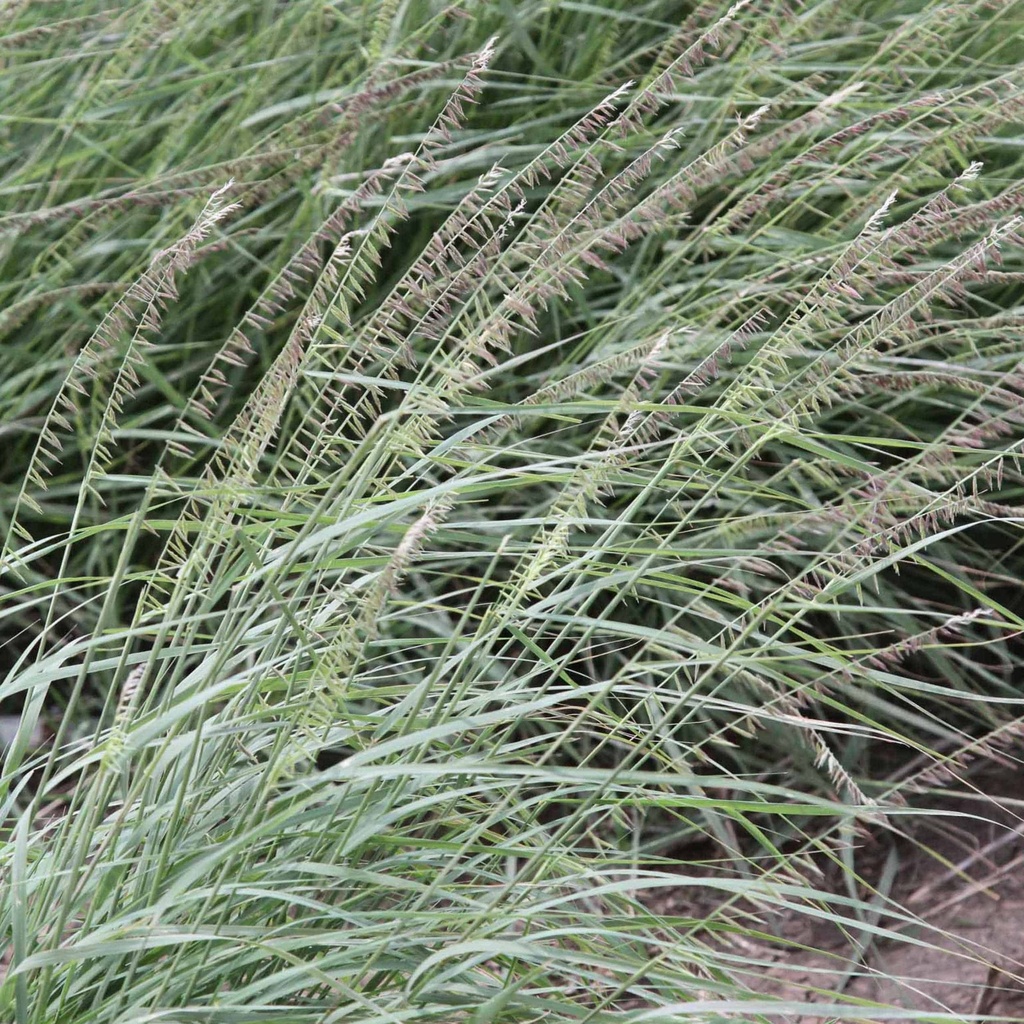 SOUTH TEXAS SIDEOATS GRAMA