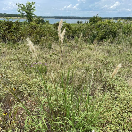 SILVER BLUESTEM