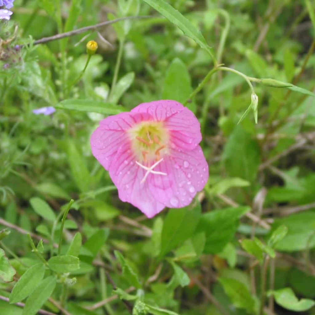 SHOWY PRIMROSE