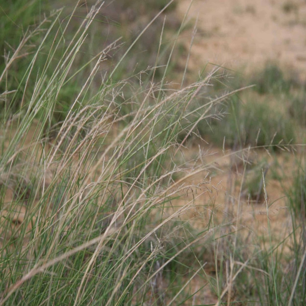 SAND DROPSEED