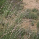 SAND DROPSEED