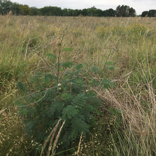 RIO GRANDE PRAIRIE ACACIA