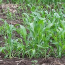 RED GRAIN SORGHUM