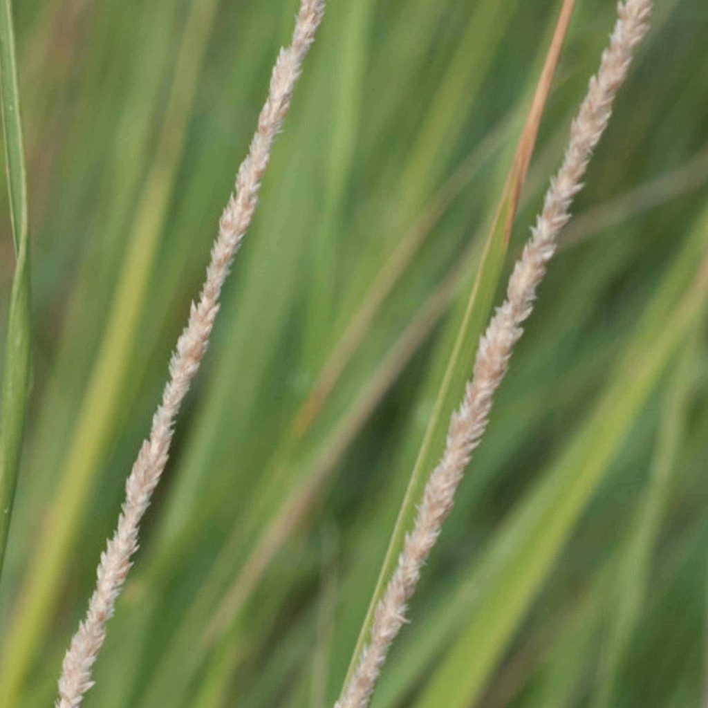 RAMADERO SPIKE LOVEGRASS