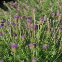 CUERO PURPLE PRAIRIE CLOVER