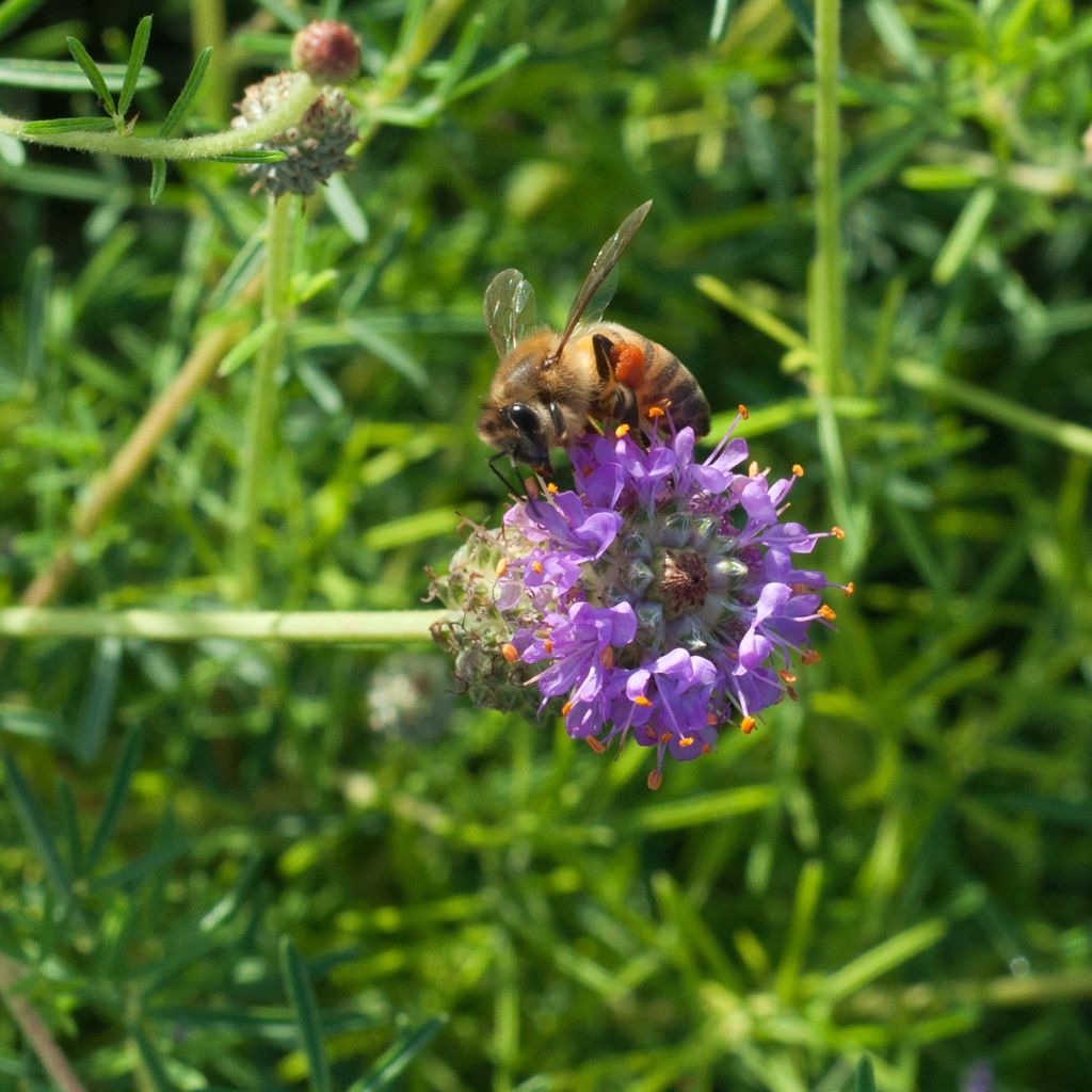 PURPLE PRAIRIE CLOVER