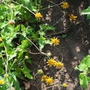 PLATEAU AWNLESS BUSH SUNFLOWER