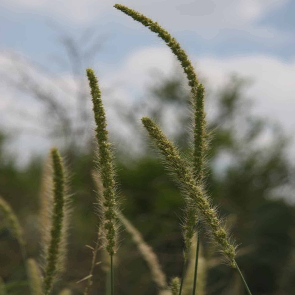 PLAINS BRISTLEGRASS