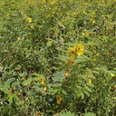 PARTRIDGE PEAS