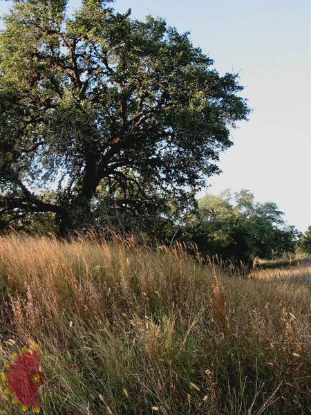 OK SELECT, LITTLE BLUESTEM