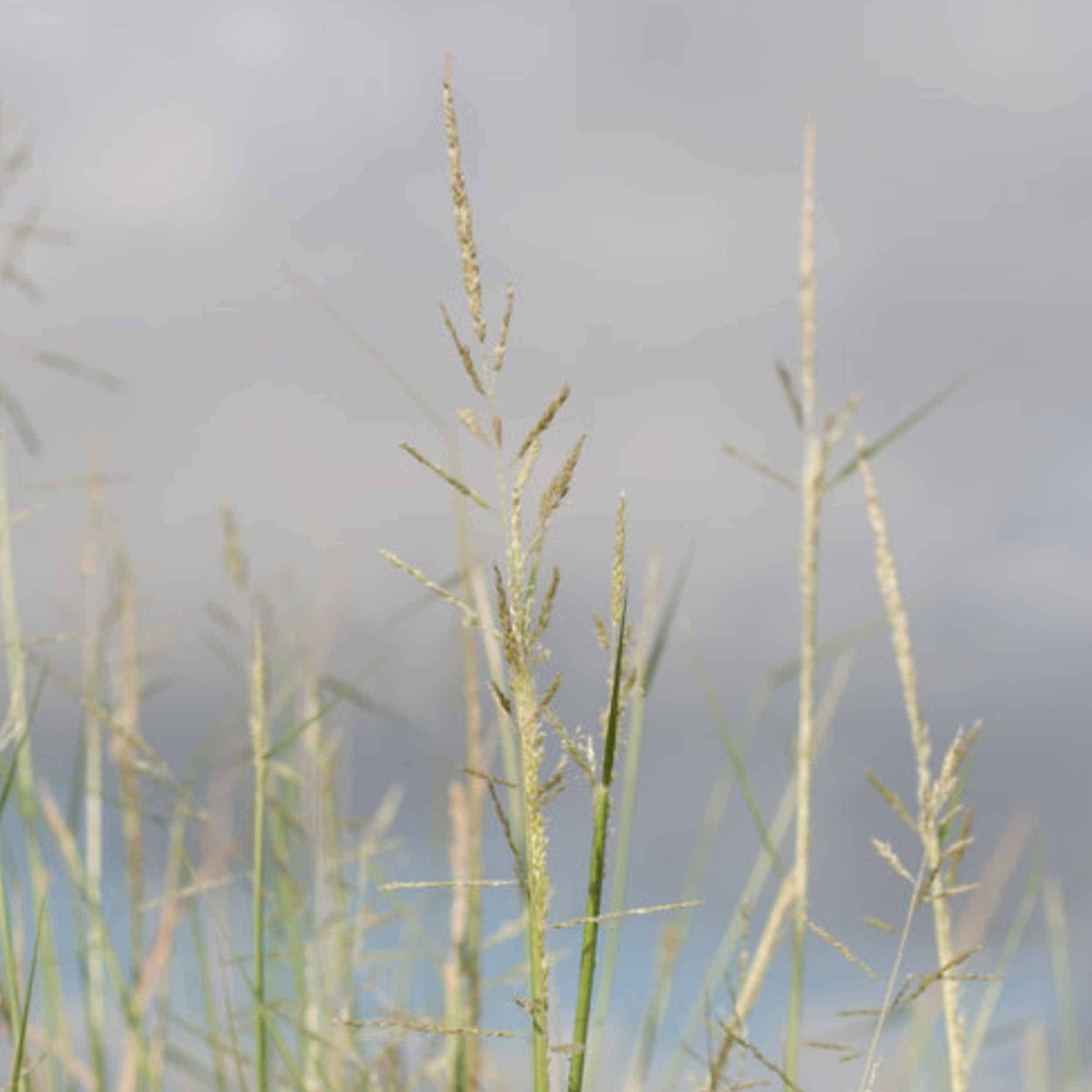 NUECES SAND DROPSEED