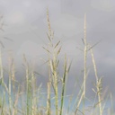 NUECES SAND DROPSEED