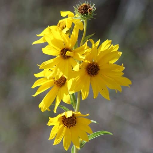 MAXIMILIAN SUNFLOWER