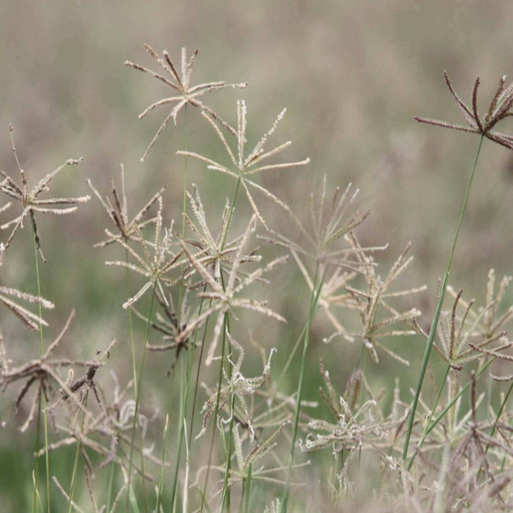 MARIAH HOODED WINDMILLGRASS