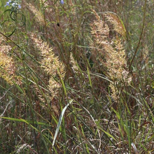 LOMETA INDIANGRASS