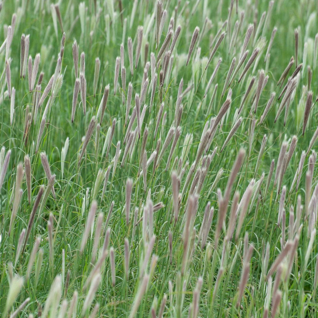 KINNEY FALSE RHODES GRASS