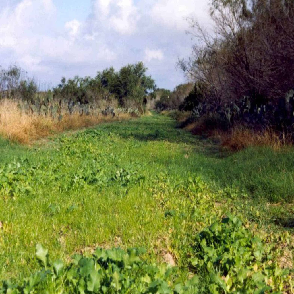 KING'S SPRING LEGUME MIX