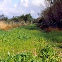 KING'S SPRING LEGUME MIX