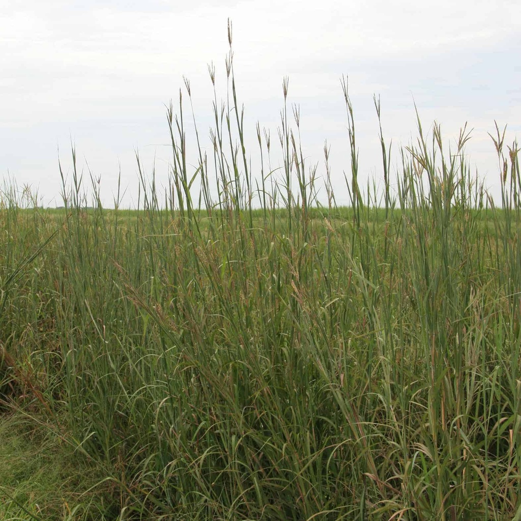 KENEDY BIG BLUESTEM