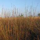 KAW BIG BLUESTEM