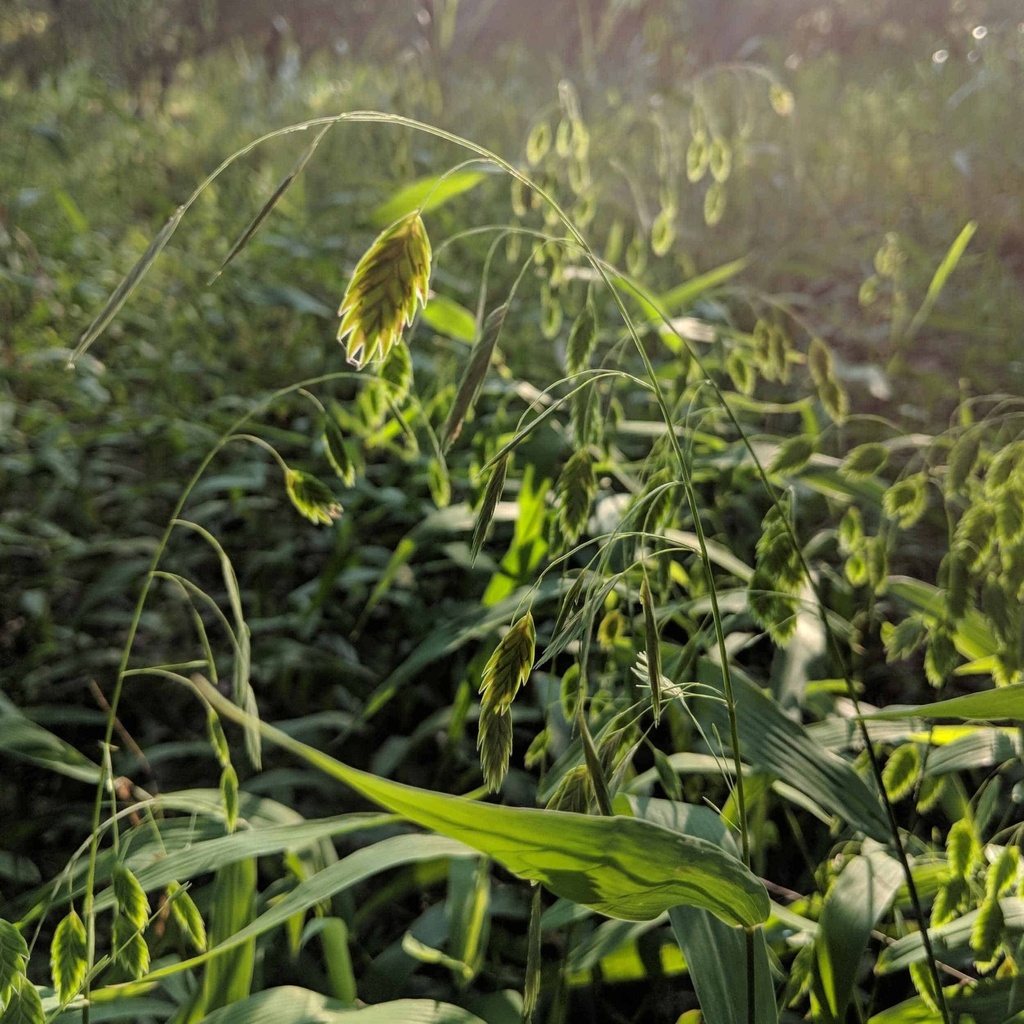 INLAND SEAOATS