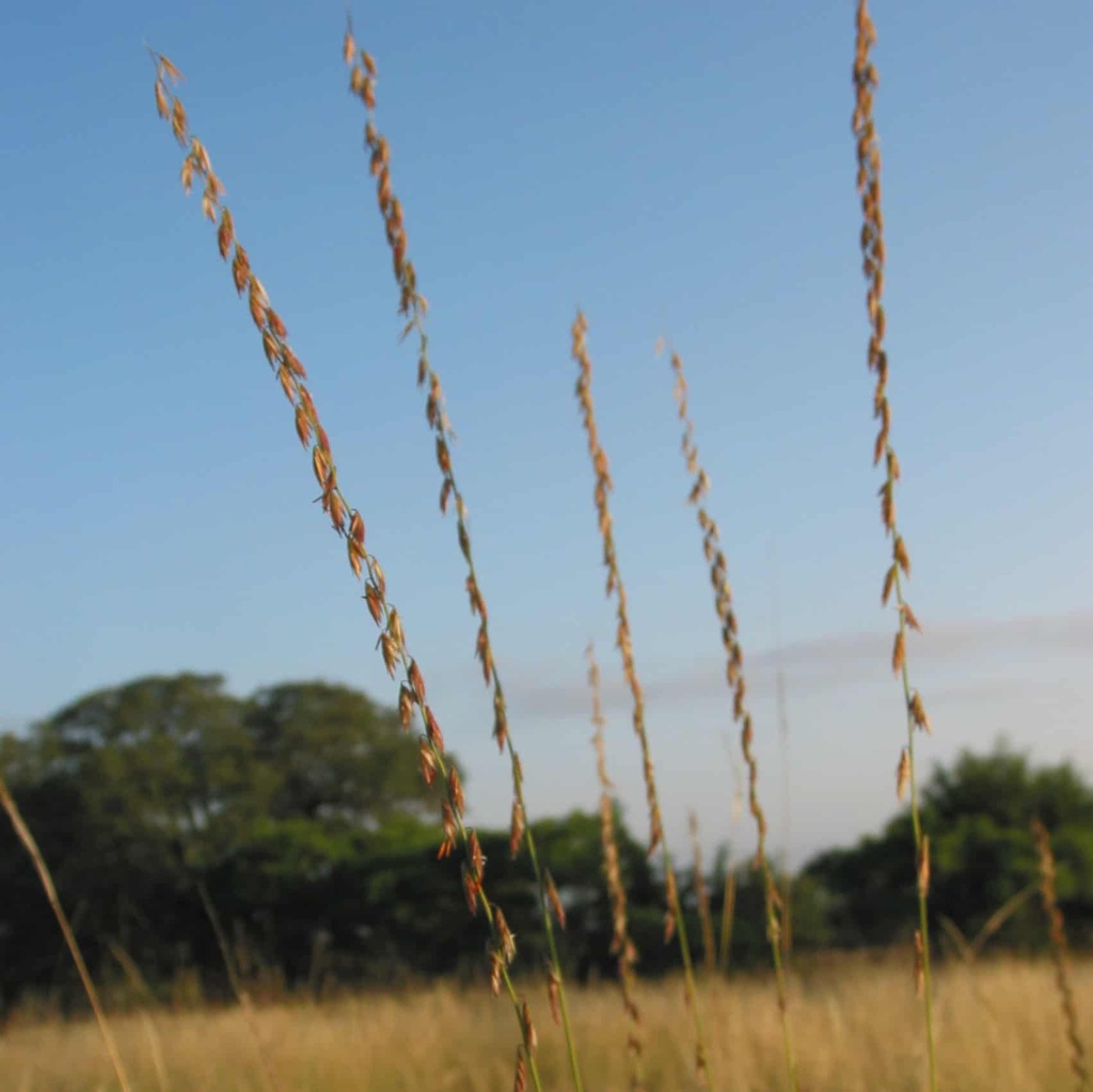 HASKELL SIDEOATS GRAMA